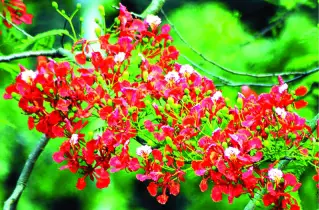 সোনালু কৃষ্ণচূড়া আর জারুলে শোভিত গ্রীষ্মের স্বর্ণালি সৌন্দর্য