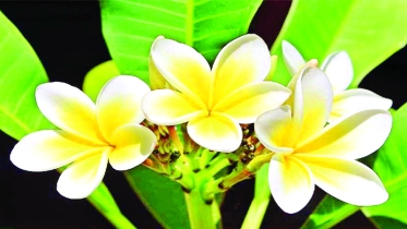 সাদা পাপড়ির ওপর হলুদের ছোঁয়া, মায়াবি মিষ্টি গন্ধ