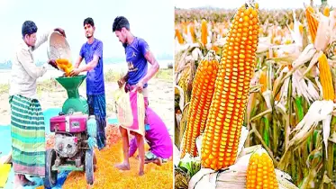 সারি সারি সোনালি ভুট্টার খেত যেন একরাশ কাঁচা সোনা