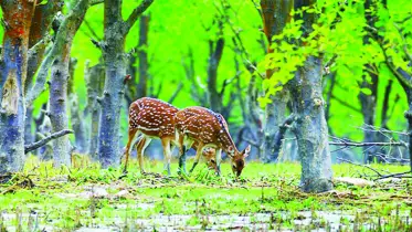 চিত্রা হরিণ অতিথি পাখি ম্যানগ্রোভ বনের অনুপম সৌন্দর্য