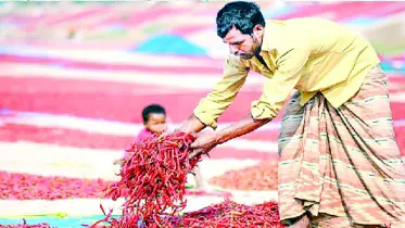লাল মরিচে রাঙিয়েছে চরবাসীর জীবন