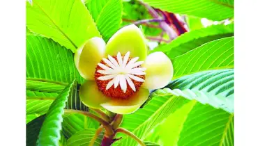 দৃষ্টি নন্দন ভেষজ গুণসম্পন্ন রাতে ফুটে দিনেই ঝরে যায় পাপড়ি