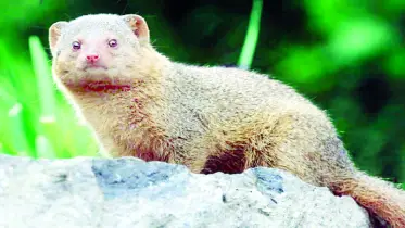 বন্যপ্রাণীর প্রতি ভালোবাসার বিরল দৃষ্টান্ত