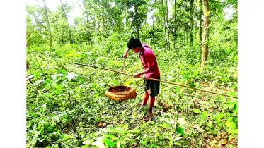 পাহাড়ি জনপদে জীবিকায়নের নতুন পথ