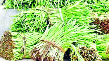অতি পরিচিত সবজি ক্যালসিয়াম ও আয়রনসমৃদ্ধ