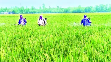 কমবে আমদানিনির্ভরতা ও দাম, তৈরি হবে নতুন কৃষি উদ্যোক্তা
