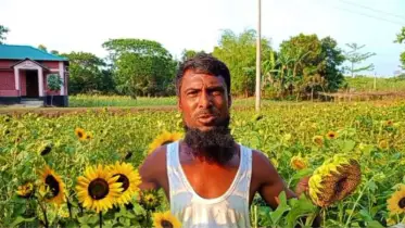দুর্গাপুরে সূর্যমুখী চাষে ভাগ্যবদলের স্বপ্ন দেখছেন জালাল উদ্দীন