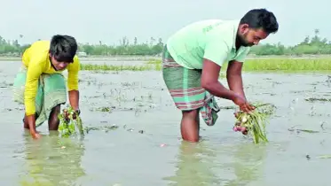 অসময়ে তিস্তার চরে হাঁটুপানি, তলিয়ে গেছে বাদাম