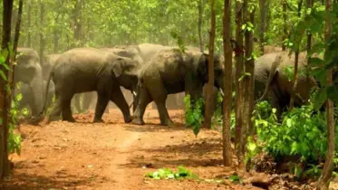ঝিনাইগাতীতে মাত্র দেড় ঘন্টার ব্যবধানে বন্য হাতির আক্রমণে দুইজন নিহত