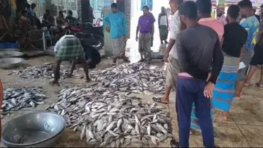 সমুদ্রে নেমেই মাছের দেখা পাচ্ছে জেলেরা