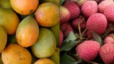 তাপপ্রবাহে পুড়ছে উত্তরাঞ্চল গাছেই শুকিয়ে যাচ্ছে আম-লিচুর গুটি
