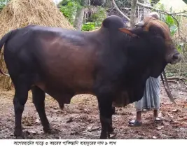বাগেরহাটে সাড়ে ৩ বছরের পাকিস্তানি বাহাদুরের দাম ৯ লাখ