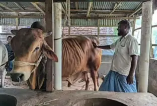 ১০ লাখ টাকায় বিক্রির অপেক্ষায় ‘শাহজাদা’, ওজন এক হাজার কেজি