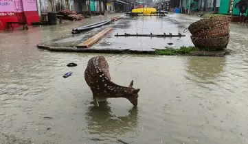 জোয়ারে তলিয়ে গেছে নিঝুম দ্বীপ, রাস্তায় ঘুরে বেড়াচ্ছে হরিণ!