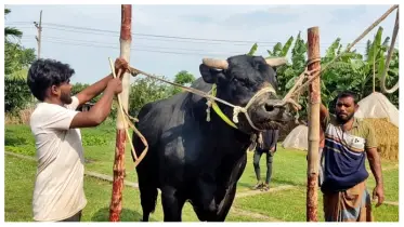 এবারের আকর্ষণ রাজসিক ‘বাদশা’, দাম হাঁকা হয়েছে ১৫ লাখ