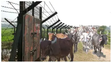 একপাশে মানুষ অন্যপাশে গরু! নিষেধাজ্ঞা না মেনেই সীমান্ত দিয়ে অবাধে ঢুকছে শত শত গরু-মহিষ