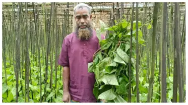 রাতের আঁধারে দুর্বৃত্তদের হাতে ৫ লাখ টাকার ক্ষতি, পানচাষীর বরজ কেটে ধ্বংস