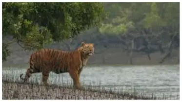 যে কারণে সুন্দরবনে প্রবেশের তিন মাসের নিষেধাজ্ঞা জারি করলো বনবিভাগ