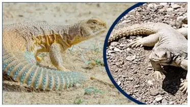 সান্ডার মাংস খাওয়া হালাল নাকি হারাম?
