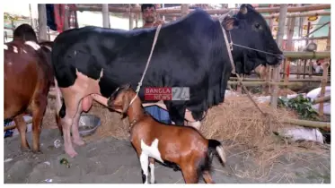 গরু কিনলেই ছাগল ফ্রি!