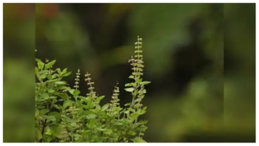 ফুসফুস ভালো রাখতে রোজকার খাওয়াদাওয়ায় তুলসী মেশান – সহজ ৩টি উপায়
