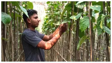 পানে আগ্রহ হারাচ্ছে খোকসার পান চাষিরা
