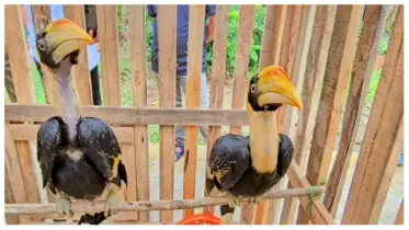 বান্দরবানে বনবিভাগের অভিযানে দুটি ধনেশ পাখি উদ্ধার