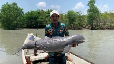 বরগুনার পায়রা নদী থেকে মৃত ডলফিন উদ্ধার