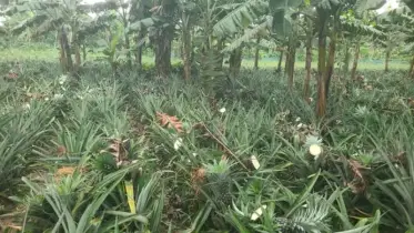 আনারসের সঙ্গে এ কেমন শত্রুতা!