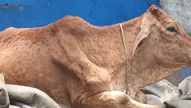 লাম্পিতে বিপর্যস্ত খামারিরা 