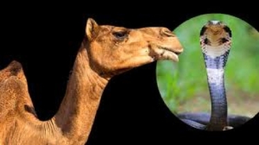 উটের এক ফোঁটা চোখের জলেই নিষ্ক্রিয় ২৬টি সাপের বিষ