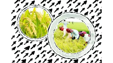 বোরো ধান নিয়ে বিপাকে চাষি