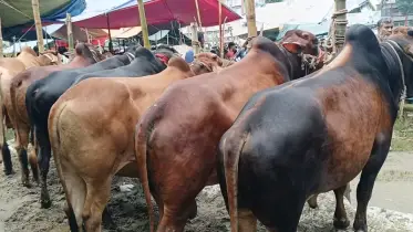 চাঁদপুরের মতলবে জমজমাট ১৯টি কোরবানির পশুর হাট, ভিড় করছেন হাজারো ক্রেতা