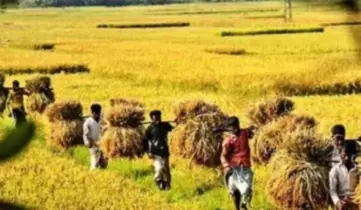 মানিকগঞ্জে ক্লান্তিহীন পরিশ্রমে উৎসবের আমেজ