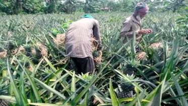 প্রখর রোদ, তপ্ত মাটি আর ভ্যাপসা গরমে ছুটে চলছেন আনারস চাষীরা