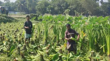 কুমিল্লার বরুড়া উপজেলার কৃষকদের ভাগ্য বদলে দিয়েছে কচু ও লতি
