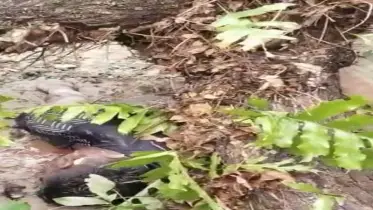 কালবৈশাখী ঝড়ে গাছ উপড়ে দুই জনের মৃত্যু