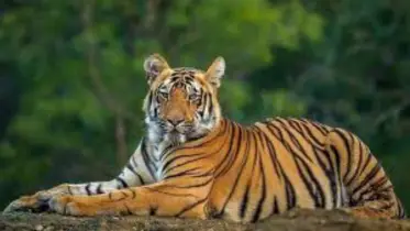 বিশ্ব বাঘ দিবস ২০২৫: সুন্দরবনের রাজা আজও অস্তিত্ব সংকটে