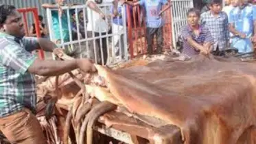 চামড়া পচে যাওয়ার আগেই জেনে নিন সঠিক সংরক্ষণ পদ্ধতি