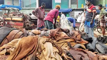 চুয়াডাঙ্গায় চামড়ার মূল্য কম তবুও আশাবাদী মাদরাসাগুলো, চামড়া সংরক্ষণের মাধ্যমে ন্যায্য দামের অপেক্ষা