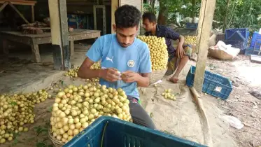 টক মিষ্টি স্বাদের লটকন এখন বাণিজ্যিক ফল