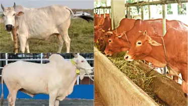 কোরবানির হাটে গরুর রাজত্বে কারা এগিয়ে? মাংস, দাম আর রঙে বাজিমাত করছে যে ৫ জাত