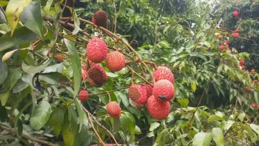 টানা বৃষ্টিতে ঠাকুরগাঁওয়ে লিচু চাষিদের মুখে হতাশার ছায়া