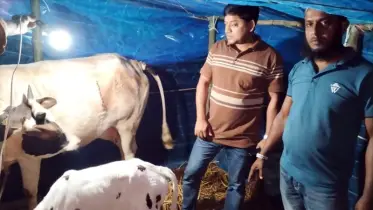 মানুষের মতো এবার গাভীরও সিজার!