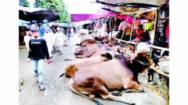 রাজধানীর হাটে পর্যাপ্ত গরু কেনাবেচা কম