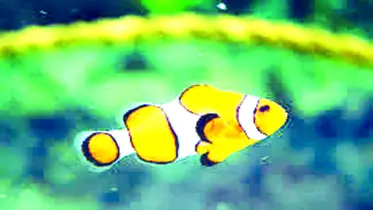 চাঁদের মাটিতে মাছের চাষ