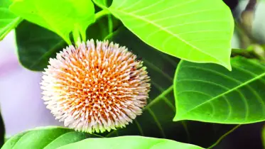 আকাশ ছেয়ে বৃষ্টির রিমঝিম শব্দে পুলকিত হবে মন