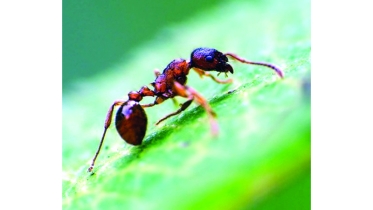 পিঁপড়া পাচার !