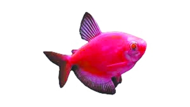 ১১২ মিলিয়ন বছর আগের মাছ