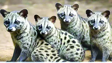 ১০০ খাটাশ উপহার